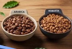 Kopi Arabika atau Robusta, Mana yang Aman Bagi Lambung Sensitif?