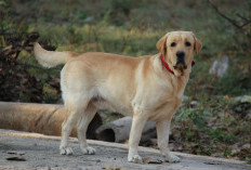 Mitos Anjing Menggonggong di Malam Hari, Masih Banyak Dipercaya