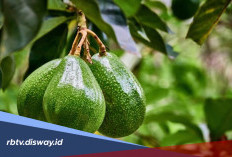 Panduan Pemupukan dan Perawatan Pohon Alpukat agar Tumbuh Subur dan Berbuah Lebat