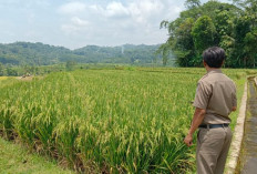 Tanah Bengkok, Sumber Pendapatan Lain untuk Kades dan Perangkat, Begini Ketentuannya