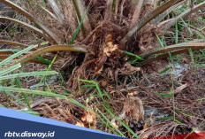 Cara mengatasi Penyakit Busuk Kuncup pada Tanaman Sawit