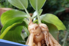 Daun Kencur untuk Kesehatan: Manfaat dan Cara Mengolahnya Sangat Mudah 