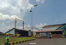 Pemkab Seluma Desak Pabrik CPO Segera Normalkan Harga TBS Kelapa Sawit