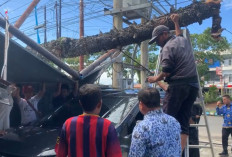Pohon Tumbang Depan SMPN 1 Kota Bengkulu Timpa 3 Unit Pengunjung Hotel