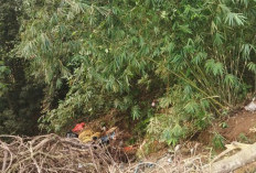 Diduga Rem Blong, Mobil Sayur Masuk Jurang di Liku Sembilan Bengkulu Tengah