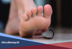 5 Langkah Pertolongan Pertama Saat Disengat Kalajengking