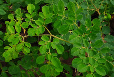 13 Manfaat Daun Kelor, Tanam Samping Rumah dan Petik Khasiatnya