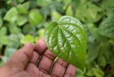 6 Manfaat Daun Sirih, Bisa Menyembuhkan Luka dan Mencegah Kanker