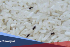 Cara Mudah Menyimpan Beras agar Tetap Awet dan Tidak Berkutu