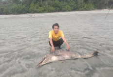 Bangkai Lumba-lumba Terdampar di Pantai Penago Baru Seluma