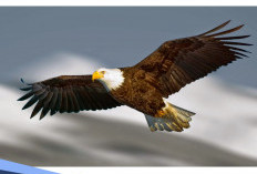 Pernah Dengar Soal Mitos Burung Elang yang Populer di Masyarakat? Ini Penjelasannya