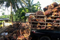 Harga TBS Kelapa Sawit di Bengkulu Utara Hari Ini, Pabrik Belum Nurut Instruksi Pemerintah