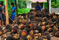 Update Harga Kelapa Sawit di Bengkulu Utara Hari Ini, Alhamdulillah Terus Naik