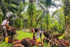 Harga TBS Masih Acakadul: Wagub Mian Warning Pabrik Sawit 'Bandel' Terima Konsekuensi