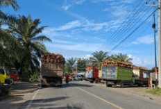 Harga TBS Kelapa Sawit di Mukomuko Kembali Merosot, Ini Rincian Harganya