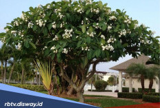 8 Rekomendasi Pohon Pelindung yang Cocok untuk Pekarangan dan Tidak Merusak Bangunan