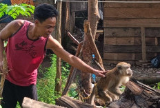Kasus Gigitan Hewan Tinggi, Dinas Pertanian Seluma Usul Anggaran Pengadaan Vaksin Anti Rabies Rp200 Juta