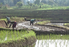 Petani di Bengkulu Utara Warning Pemerintah, Jaringan Irigasi Banyak Rusak