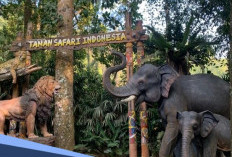 Libur Akhir Pekan? Ini Surga Wisata Alam Ramah Anak di Bogor dan Bandung