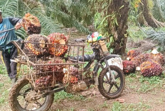 Distan Seluma Bocorkan Cara agar Harga TBS Sawit Lebih Tinggi
