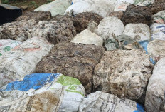 Harga Komoditas Karet di Bengkulu Utara Bikin Petani Mulai Cemas