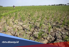 Catat Ya, Ini Wilayah yang Masuk Musim Kemarau pada Juni 2026