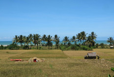 Bengkulu Selatan akan Terima 10 Ribu Bibit Kelapa Dalam, Bisa Ditanam di Pekarangan Rumah