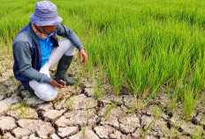 BMKG Ungkap Wilayah Berstatus Siaga Kekeringan Meteorologis, Daerah Mana Saja?
