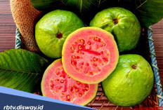 7 Manfaat Buah Jambu Biji untuk Kesehatan dan Kecantikan, Kaum Hawa Wajib Tahu