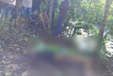 Terduga Pencuri Balita di Rejang Lebong Tewas Dimassa