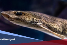 Mitos Ikan Sidat: Dari Cerita Mistis hingga Penjaga Alam
