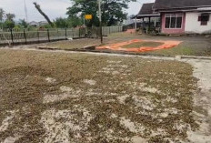 Baru 3 Proposal, Bantuan Bibit Kopi dan Kelapa di Bengkulu Tengah Minim Peminat