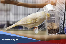 Waktu Terbaik Memberi Makan Burung agar Tetap Sehat dan Aktif