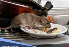 Cara Ampuh Usir Tikus dari Rumah Secara Alami dan Tidak Balik Lagi