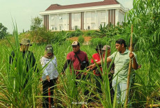 Sambut Pembangunan Sekolah Rakyat, Pemkab Seluma Mulai Pasang Patok Lahan 10 Hektar