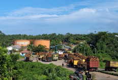 Harga TBS Kelapa Sawit Tingkat Pabrik di Kabupaten Mukomuko Hari Ini