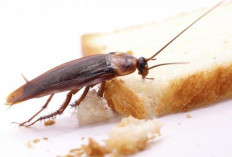 Kecoa Tiba-tiba Jatuh di Muka Pertanda Apa? Ini Menurut Primbon Jawa