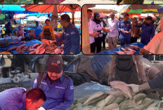 Ansitipasi Risiko Keracunan Ikan, Badan Mutu KKP Bengkulu Uji Ciguatoxin Ikan, Begini Hasilnya