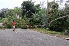 Kejadian di Perbatasan Mukomuko–Bengkulu Utara, Pohon Tumbang Hantam Kabel PLN