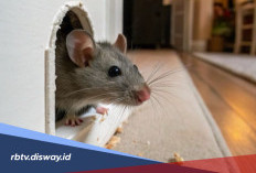 Tanaman Pengusir Tikus yang Bisa Membantu Menjaga Rumah Tetap Nyaman