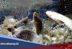 Penyebab Kematian Massal Ikan Nila yang Wajib Diwaspadai Pembudidaya