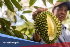Jenis Pupuk dan Perawatan Tanaman Durian agar Tumbuh Subur dan Cepat Berbuah