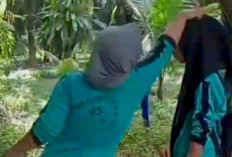 Video Perundungan Siswi SMP Seluma di Kebun Sawit Gegerkan Warganet