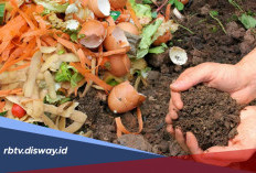 Sampah Dapur Jangan Dibuang! Bisa Disulap Jadi Pupuk Kompos, Begini Cara Membuatnya