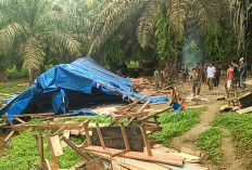 Pemkab Seluma Bongkar dan Bakar Warem di Desa Tebat Sibun Seluma