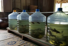 Cara Budidaya Ikan Lele Pakai Galon, Menguntungkan dan Mudah Dijalankan