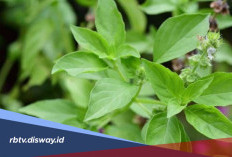 Ternyata Ini Rahasia Kecantikan dari Daun Kemangi, Cantik Lebih Alami dan Sehat