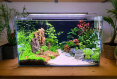 Aquascape, Taman Mini di Dalam Akuarium, Ini Komponen dan Fungsinya