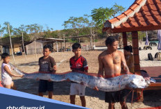 Oarfish Muncul di Pantai Pink 3 Lombok, Ini Mitos Ikan Oarfish yang Beredar