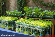 Begini Panduan Menanam Sayuran Hidroponik di Botol Bekas untuk Pemula